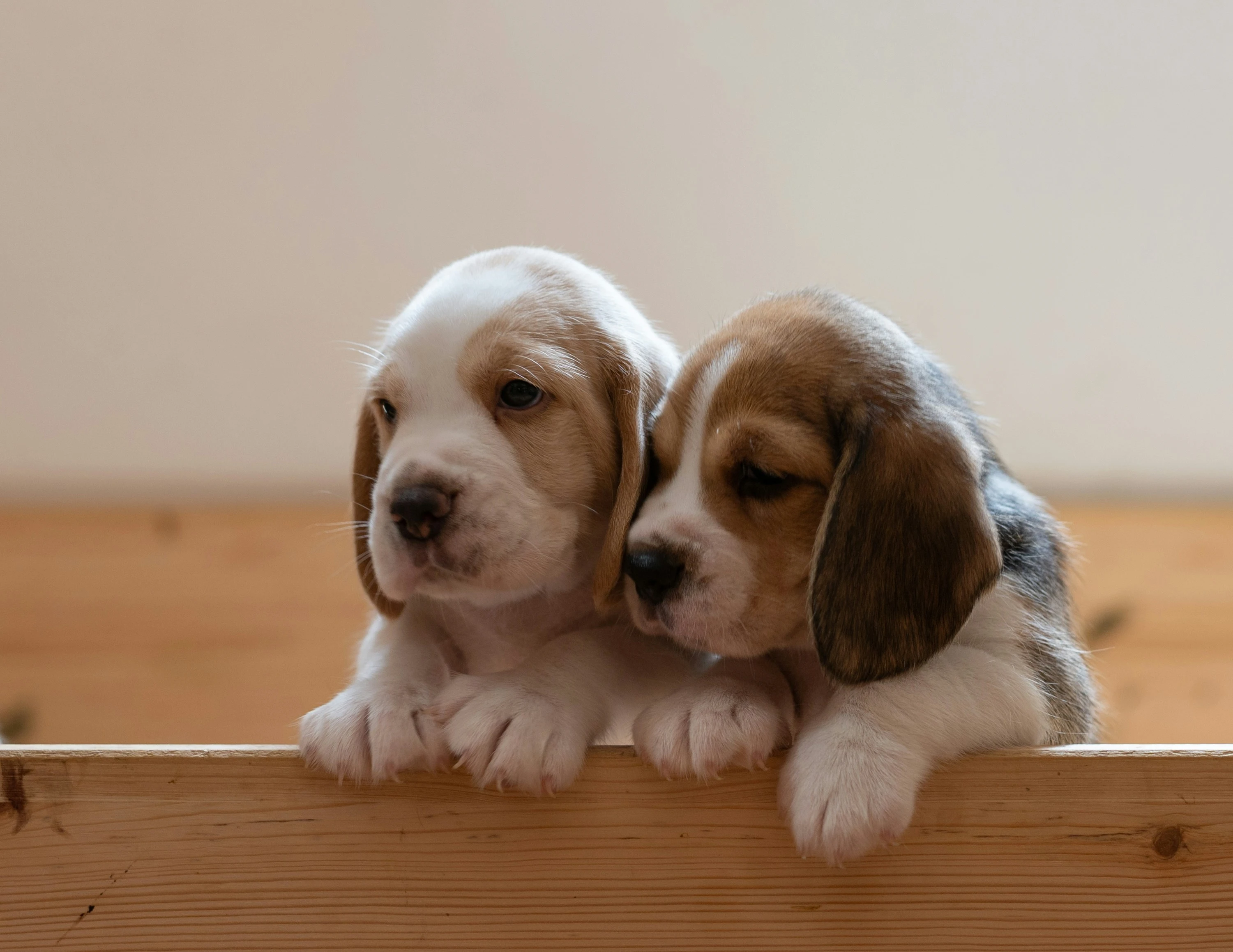 Beagle